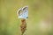 Close up of a silver-studded blue butterfly Plebejus argus