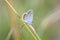 Close up of a silver-studded blue butterfly Plebejus argus