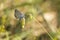 Close up of the silver-studded blue butterfly Plebejus argus res