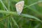 Close-up of silver-studded blue Plebejus argus on wet grass