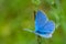 Close-up of silver-studded blue Plebejus argus wings open