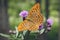 Close-up of Silver-washed fritillary butterfly.