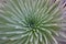 Close up silversword flower in Maui Hawaii