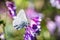 Close up of Silvery Blue Glaucopsyche lygdamus butterfly with tattered wings, feeding on a vetch flower; Santa Cruz mountains,