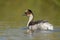 Close up of silvery grebe swimming in freshwater lake