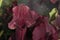 Close up of silvery hairs at entrance to tube of a crimson Sarracenia  plant