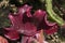 Close up of silvery hairs at entrance to tubes of a Sarracenia purpureas plant