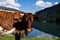 Close-up of a Simmental cattle with horns in good weather in front of the DurlaÃŸboden reservoir