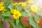 Close-up of Singapore dailsy, creeping daisy with sunlight in the garden., Beautiful yellow flowers