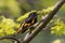 Close up of singing male American Redstart warbler bird on tree branch