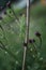 Close up of singing male Tettigonia viridissima, the great green bush-cricket sitting on a Cursed thistle, Cirsium arvense.