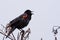 Close up of singing red-winged black bird Agelaius phoeniceus, Marin Headlands, Marin County, North San Francisco bay area,