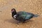 Close up of a single adult Muscovy Duck, Cairina moschata, on a muddy, pebbled road in Haiku, Maui