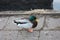 Close up of a single animal. feathery bird. goose, bright green-headed duck, yellow beak and orange webbed fins walking on a