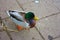 Close up of a single animal. feathery bird. goose, bright green-headed duck, yellow beak and orange webbed fins walking on a