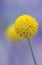 Close up of a single Australian native Yellow Billy Button flower head, Craspedia glauca, daisy family