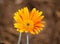Close up single Beautiful Orange daisy flower in a spring season at a botanical garden.