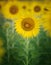 Close up single of beautiful sunflowers petal in flowers frild with copy space use as nature plant background ,backdrop