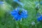 Close up of single blue flower of love-in-a-mist or ragged lady or devil in summer garden. Nigella damascena