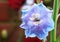 Close up of a single blue nile Delphinium flower head