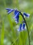 Close up of a single bluebell