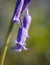 Close up of a single bluebell flower