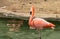 Close-up of single bright colorful flamingo standing on one leg in a pond