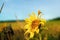 Close up of a single brightly colored sunflower