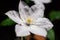 Close-up of a single bud of a beautiful white flower with a blurred background