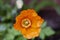 Close up of a single California Poppy Eschscholzia californica