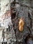 Close up single cicada molt perched on tree trunk