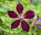 Close up with a single clematis volcano purple flower blooming