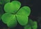 Close-up of single clover leaves.