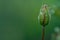 A close-up of a single dew-covered bud against a blurred green background, capturing the essence of nature's renewal