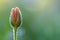 A close-up of a single dew-covered bud against a blurred green background, capturing the essence of nature's renewal