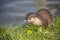 Close up of a single European otter Lutra lutra