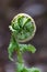 Close up of a single fern stem