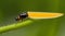 A close-up of a single firefly perched on a blade of grass.