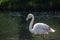 Close-up of single flamingo bird.