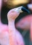 Close up of single flamingo head
