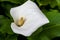 Close-up of a single flawless white Calla lily flower, Zantedeschia aethiopica, with a bright yellow spadix in the centre of the