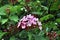 Close-up of single flower of Pink Spice/ Pince`s Luculia umbel- Luculia pinceana.