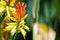 Close-up single of Flowering mountain aloe in yellow and orange colors in a botanical garden.