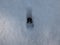 Close-up of a single footprint of roe deer (Capreolus capreolus) in deep snow