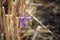 Close-up of single fragile purple flower against a background of blurred stubble from a wheat field