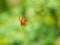 Close up of Single Garden Centre Spider on Webb