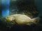 Close up A single Giant Grouper, big fish, swimming in the tank at Aquarium Thailand