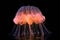 close-up of a single glowing jellyfish in dark water