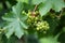 close-up of a single grapevine with healthy leaves and ripe fruit