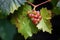 close-up of a single grapevine with healthy leaves and ripe fruit